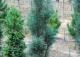 sosna pospolita 'Fastigiata' - Pinus sylvestris 'Fastigiata' 