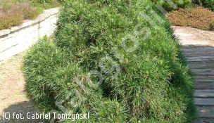 sosna pospolita 'Globosa Viridis' - Pinus sylvestris 'Globosa Viridis' 