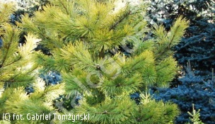 sosna pospolita 'Gold Coin' - Pinus sylvestris 'Gold Coin' 