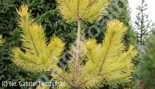 sosna pospolita 'Gold Coin' - Pinus sylvestris 'Gold Coin' 