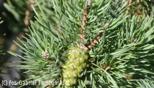 sosna pospolita 'Hibernia' - Pinus sylvestris 'Hibernia' 