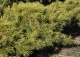 sosna pospolita 'Hillside Creeper' - Pinus sylvestris 'Hillside Creeper' 