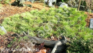 sosna pospolita 'Hillside Creeper' - Pinus sylvestris 'Hillside Creeper' 