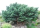 sosna pospolita 'Watereri' - Pinus sylvestris 'Watereri' 