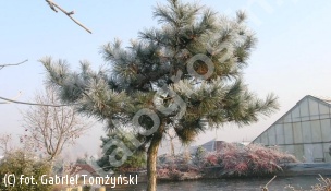 sosna chińska - Pinus tabuliformis 