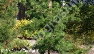 sosna chińska - Pinus tabuliformis 