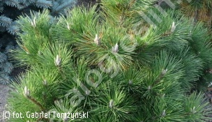 sosna Thunberga 'Maijima' - Pinus thunbergii 'Maijima' 