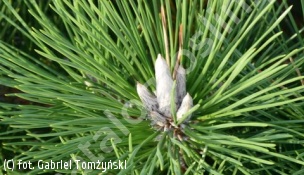 sosna Thunberga 'Maijima' - Pinus thunbergii 'Maijima' 