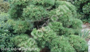 sosna Thunberga 'Sayonara' - Pinus thunbergii 'Sayonara' 