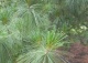 sosna himalajska - Pinus wallichiana 