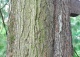 sosna himalajska - Pinus wallichiana 