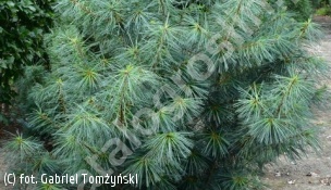 sosna himalajska 'Nana' - Pinus wallichiana 'Nana' 