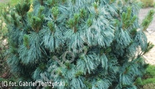 sosna himalajska 'Nana' - Pinus wallichiana 'Nana' 