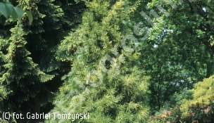 sośnica japońska - Sciadopitys verticillata 