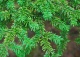choina różnolistna - Tsuga diversifolia 