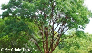 klon strzępiastokory - Acer griseum 