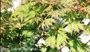klon japoński 'Aconitifolium' - Acer japonicum 'Aconitifolium' 