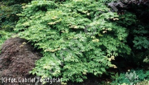klon japoński 'Aconitifolium' - Acer japonicum 'Aconitifolium' 