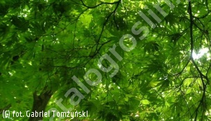 klon palmowy - Acer palmatum 