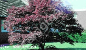 klon palmowy 'Atropurpureum' - Acer palmatum 'Atropurpureum' 