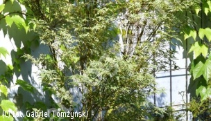 klon palmowy 'Butterfly' - Acer palmatum 'Butterfly' 