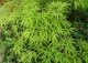 klon palmowy 'Dissectum' - Acer palmatum 'Dissectum' 