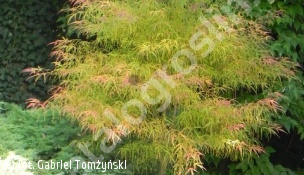 klon palmowy 'Koto-no-ito' - Acer palmatum 'Koto-no-ito' 