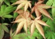 klon palmowy 'Ôsakazuki' - Acer palmatum 'Ôsakazuki' 