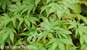 klon palmowy 'Ôsakazuki' - Acer palmatum 'Ôsakazuki' 