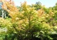 klon palmowy 'Sangokaku' - Acer palmatum 'Sangokaku' 