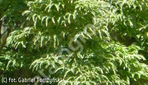 klon palmowy 'Shishigashira' - Acer palmatum 'Shishigashira' 