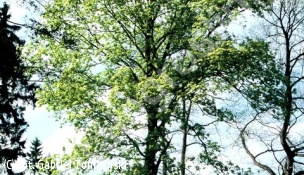 klon jawor - Acer pseudoplatanus 