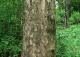 klon jawor - Acer pseudoplatanus 