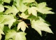klon jawor 'Brilliantissimum' - Acer pseudoplatanus 'Brilliantissimum' 