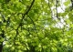klon jawor 'Brilliantissimum' - Acer pseudoplatanus 'Brilliantissimum' 