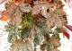 klon jawor 'Esk Sunset' - Acer pseudoplatanus 'Esk Sunset' 