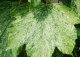 klon jawor 'Leopoldii' - Acer pseudoplatanus 'Leopoldii' 