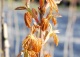 klon jawor 'Worley' - Acer pseudoplatanus 'Worley' 