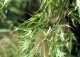 klon srebrzysty 'Laciniatum Wieri' - Acer saccharinum 'Laciniatum Wieri' 
