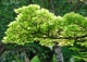 klon Szirasawy 'Aureum' - Acer shirasawanum 'Aureum' 