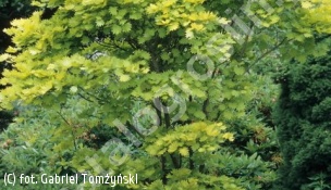 klon Szirasawy 'Aureum' - Acer shirasawanum 'Aureum' 