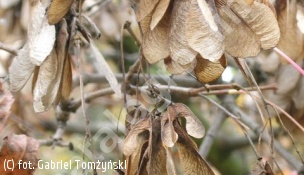klon tatarski odm.ginnala - Acer tataricum subsp.ginnala 