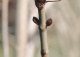 kasztanowiec biały - Aesculus hippocastanum 