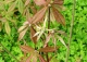kasztanowiec drobnokwiatowy - Aesculus parviflora 