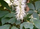 kasztanowiec drobnokwiatowy - Aesculus parviflora 