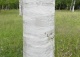 brzoza papierowa - Betula papyrifera 