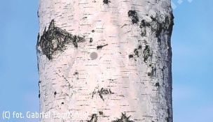 brzoza brodawkowata - Betula pendula 