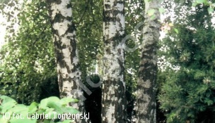 brzoza brodawkowata - Betula pendula 