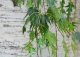 brzoza brodawkowata 'Crispa' - Betula pendula 'Crispa' 