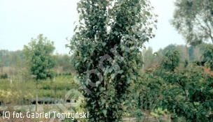 brzoza brodawkowata 'Fastigiata' - Betula pendula 'Fastigiata' 